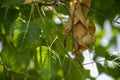 dead dry green Asian vine snake on green leaf, Royalty Free Stock Photo