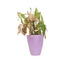 Dead and dry houseplant in pretty purple pot isolated on white background. It was Pachira aquatica, aka Money Tree.