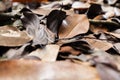 Dead dry leaves , backgrounds and textures leafs, closeup shot Royalty Free Stock Photo