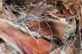 Dead dry leaves , backgrounds and textures leafs, closeup shot Royalty Free Stock Photo