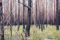 Dead dry pine forest after major forest fire wildfire. Consequences of wildfire - charred trees and no needles. Recovery of gree