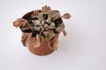 Dry plant Saintpaulia ionantha in pot on white background