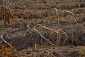 Dead dry potato plants in a field
