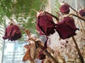 Dead and Dry rose Flowers