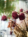 Dead and Dry rose Flowers