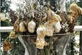 Dead and Dry rose Flowers