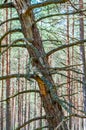 Dead dry rotten pine tree standing slanted leaning on other pine trees in amazing evergreen forest Royalty Free Stock Photo