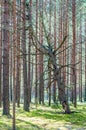 Dead dry rotten pine tree standing slanted leaning on other pine trees in amazing evergreen forest Royalty Free Stock Photo