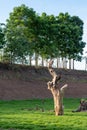 Dead dry stumps with green moss grass