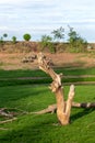 Dead dry stumps with green moss grass