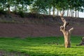 Dead dry stumps with green moss grass Royalty Free Stock Photo