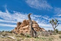 Dead Dry Tree And Giant Rocks Against Blue Sky At Joshua Tree National Park