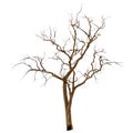 Dead and dry tree Royalty Free Stock Photo