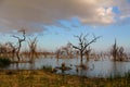 Dead dry tree landscape in the middle of a lake Royalty Free Stock Photo