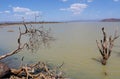 Dead dry tree landscape in the middle of a lake Royalty Free Stock Photo