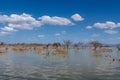 Dead dry tree landscape in the middle of a lake Royalty Free Stock Photo