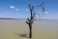 Dead dry tree in the middle of a lake Royalty Free Stock Photo