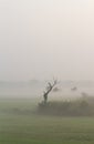 Dead and dry tree in paddy field of Thailand