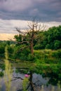 Dead Tree on Pond Shore with Reflection on Water. Royalty Free Stock Photo