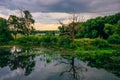 Dead Tree on Pond Shore with Reflection on Water. Royalty Free Stock Photo