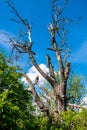 Dead tree remaining within wetlands wooded meadows of Lawice Kielpinskie natural reserve at the Vistula river near Lomianki