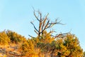 Dead and dry tree stump with no leaves and native grasses and vegetation in hillside wilderness area in desert