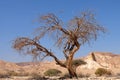 Dry tree in Negev desert. Royalty Free Stock Photo