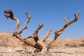 Dry tree in Negev desert. Royalty Free Stock Photo