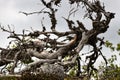 Dead dry trees of bizarre strange shape on top of Northern hills