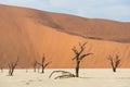 Dead dry trees of DeadVlei valley at Namib desert Royalty Free Stock Photo