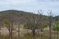 Dead dry trees in the lake in the woods Royalty Free Stock Photo