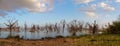 Dead dry trees in the middle of a lake Royalty Free Stock Photo