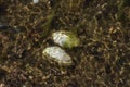 The dead duck mussel (anodonta anatina) lays on the bottom of the Baltic sea shore (it's unknown how and why