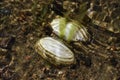 The dead duck mussel (anodonta anatina) lays on the bottom of the Baltic sea shore (it's unknown how and why