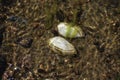 The dead duck mussel (anodonta anatina) lays on the bottom of the Baltic sea shore (it's unknown how and why