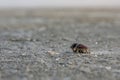A dead dung beetle lies on the surface of the salt marsh Royalty Free Stock Photo