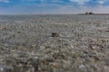 A dead dung beetle lies on the surface of the salt marsh Royalty Free Stock Photo