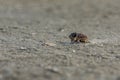 A dead dung beetle lies on the surface of the salt marsh Royalty Free Stock Photo