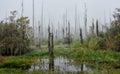 Dead and dying cypress trees in fog at Guste island Louisiana