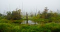 A forest of dead and dying cypress trees in the fog at Guste Isl