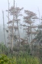 Dead and dying cypress trees standing in the fog at Guste Island Royalty Free Stock Photo