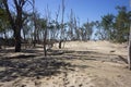 Dead and dying trees in a salt sand dune