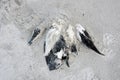 Dead Eider on beach Royalty Free Stock Photo