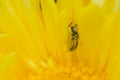 Dead elephant fly also known as striped eye blow fly sticked to the yellow colored flower petal. Used selective focus Royalty Free Stock Photo