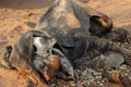 Dead elephant lying on ground in chobe national park in botswana in africa.