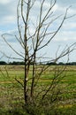 Dead elm tree sapling