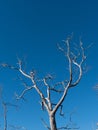 Dead eucalyptus tree against blue sky