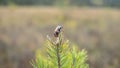 Dead European chafer beetle Royalty Free Stock Photo