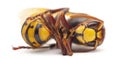 Dead European hornet, Vespa crabro, in front of white