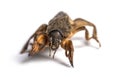 Dead European mole cricket, isolated Royalty Free Stock Photo